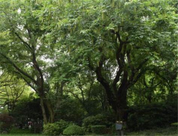 楓楊樹(shù)