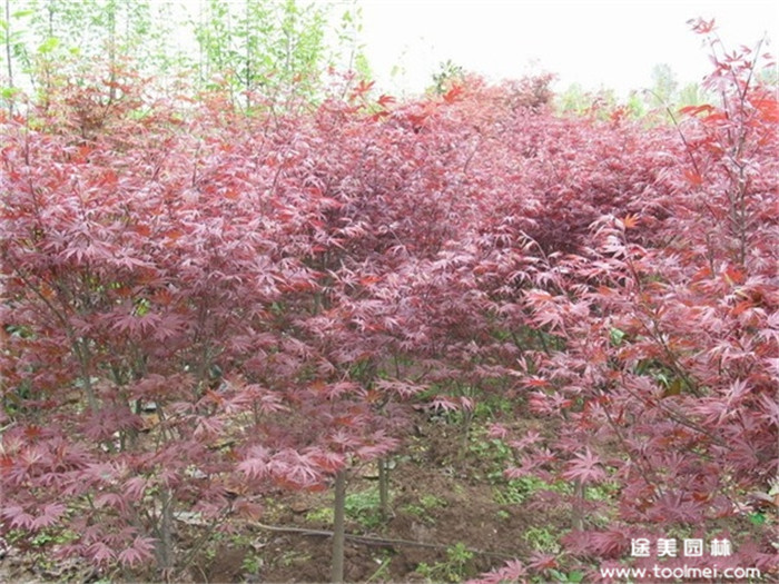 日本紅楓